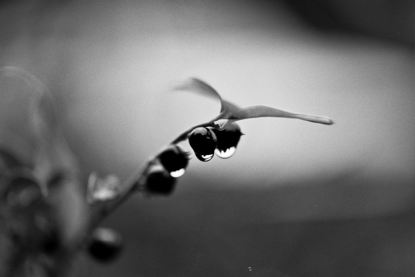 Autosave-File vom d-lab2/3 der AgfaPhoto GmbH